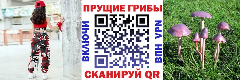 Галлюциногенные грибы Cubensis  купить  цена  МЕГА ТОР  Невельск 
